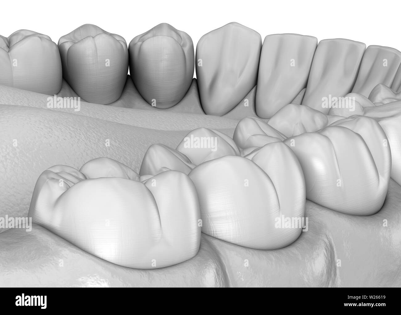 Les dents et gencive mandibulaire anatomie. Dent précise médicalement 3D illustration Banque D'Images