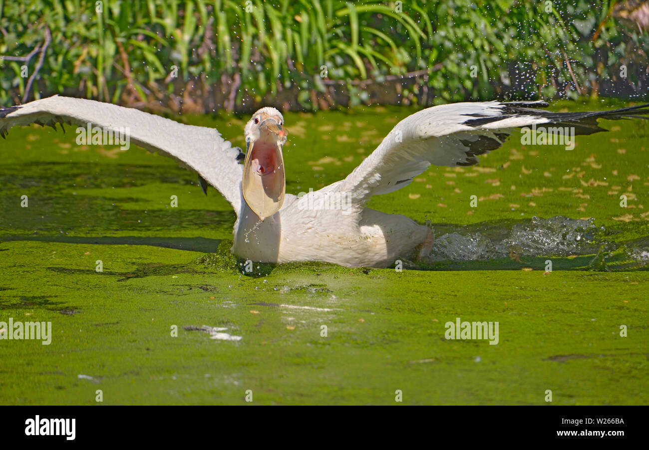 Gros plan du pélican blanc (Pelecanus onocrotalus) sur l'eau, le bec ouvert, agitant ses ailes création de gouttelettes de l'eau Banque D'Images