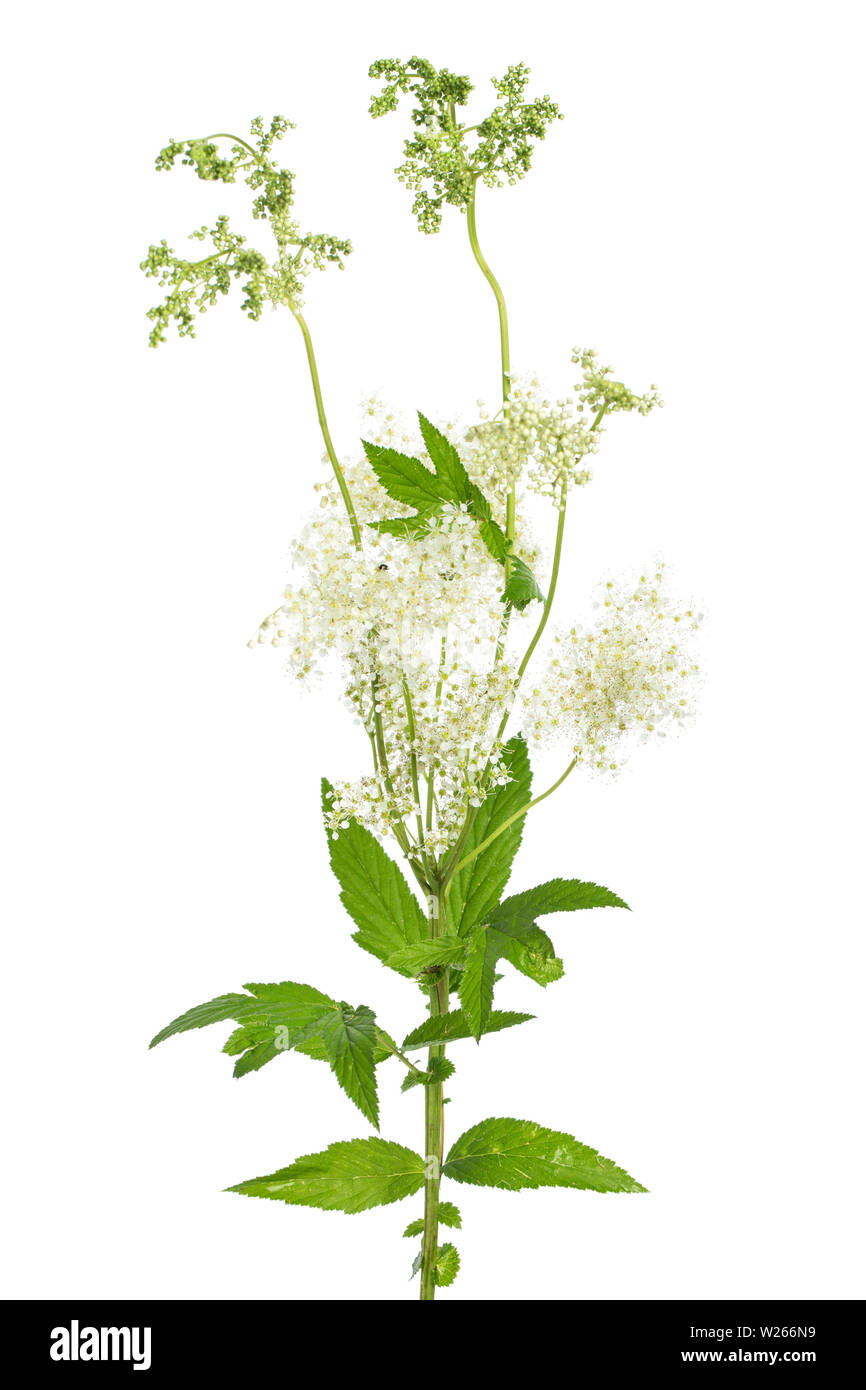 La Guerison Plantes Medicinales La Reine Des Pres Filipendula Ulmaria Blossom Et Leafes Sur Fond Blanc Photo Stock Alamy