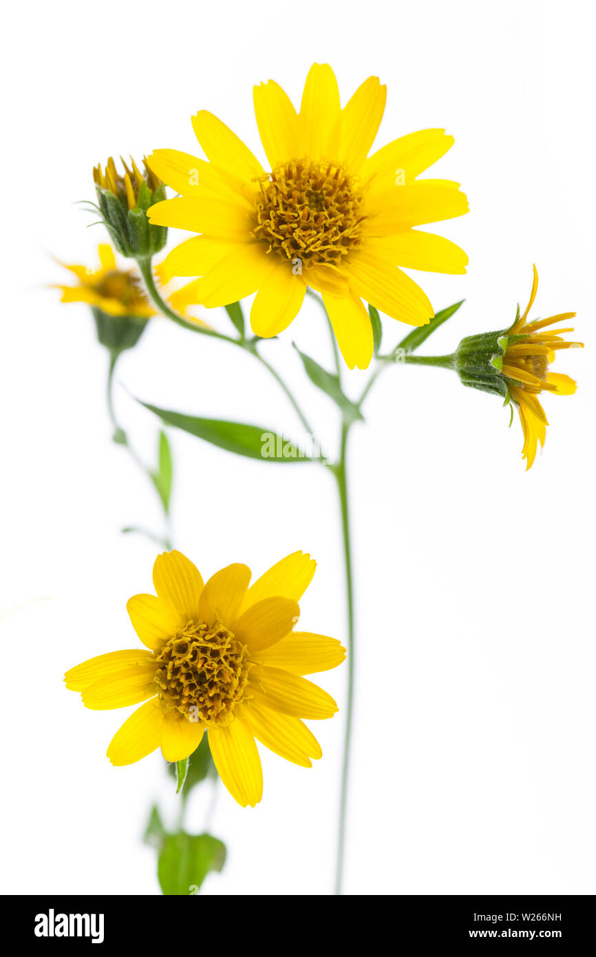 Plantes médicinales : Arnica (Arnica montana) isolé sur fond blanc Banque D'Images