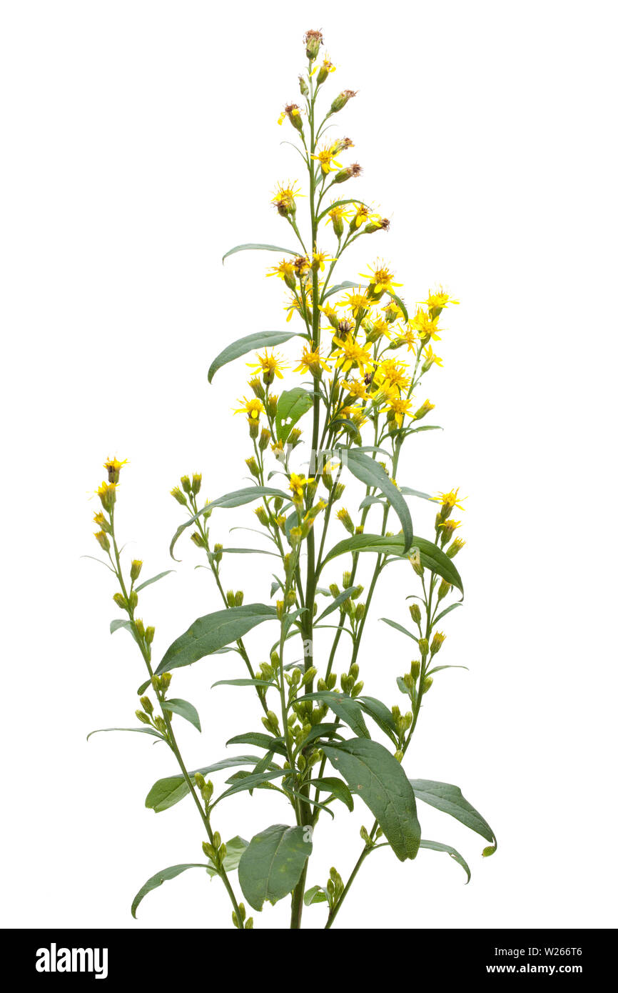 La guérison / Plantes médicinales : Solidago virgaurea (la verge d'or) - Comité permanent isolé sur fond blanc Banque D'Images