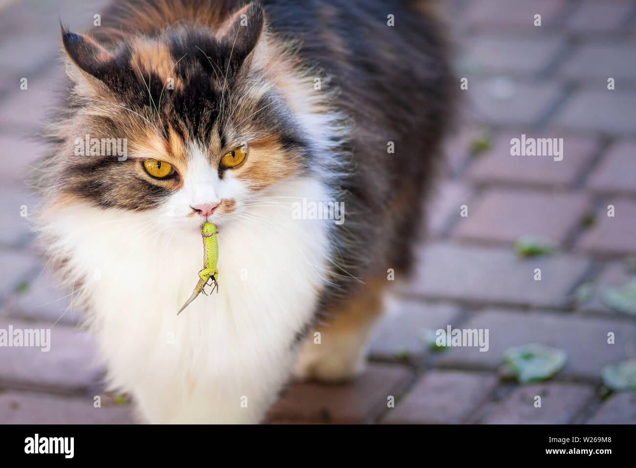 Chat A Attrape Un Lezard Le Chasseur Chasseur Et Proie Un Chaton Et Un Lezard Le Chaton Est Un Predateur Le Monde Des Chats Close Up Photo Stock Alamy