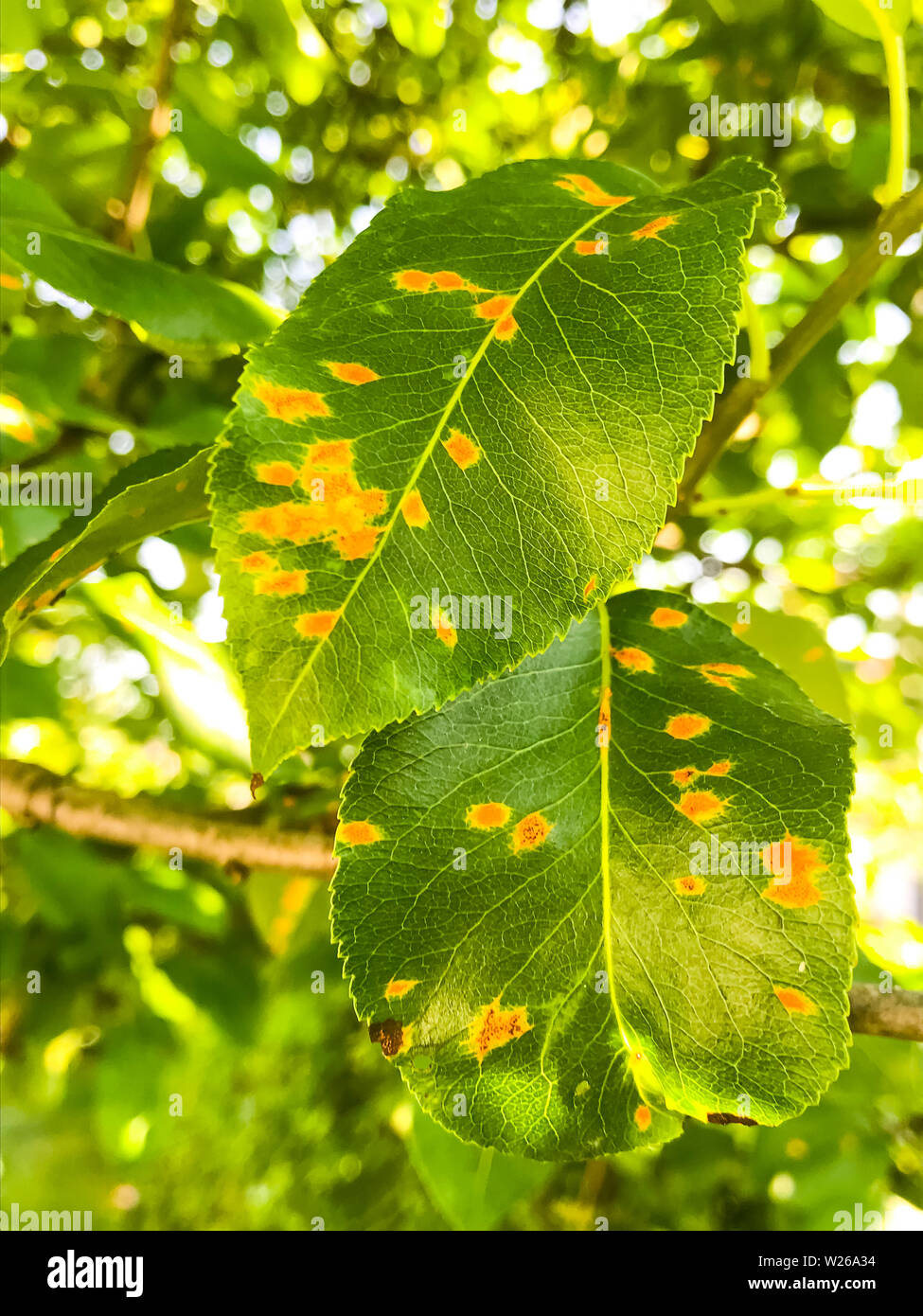 De rouille sur les feuilles du poirier, les maladies des plantes. Banque D'Images
