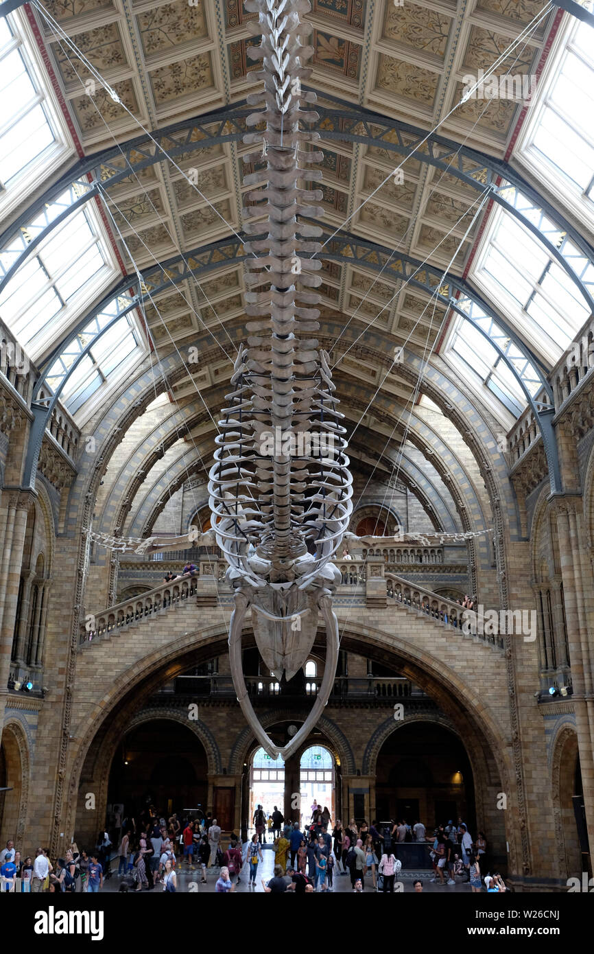 Musée d'histoire naturelle à l'intérieur Banque D'Images