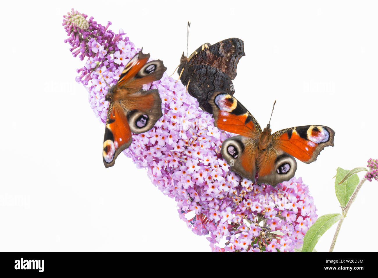 Trois papillons paon élevés en captivité, Aglais io, qui ont récemment émergé de leur chrysalises reposant sur Buddleia davidii Budleja, bein avant, Banque D'Images