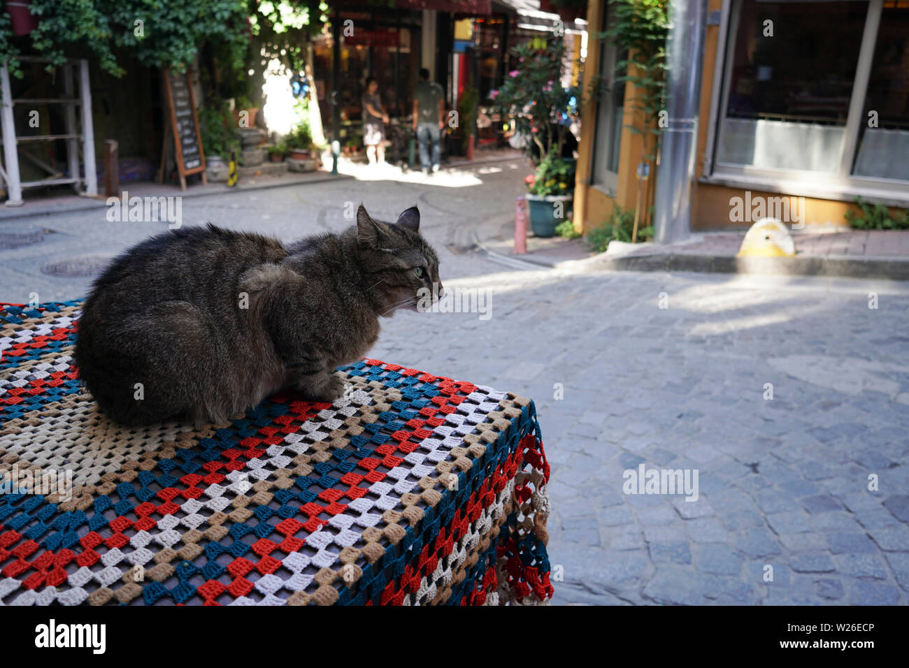 Un chat tigré est assis sur une table de café coloré à Istanbul, quartier de Balat. Banque D'Images