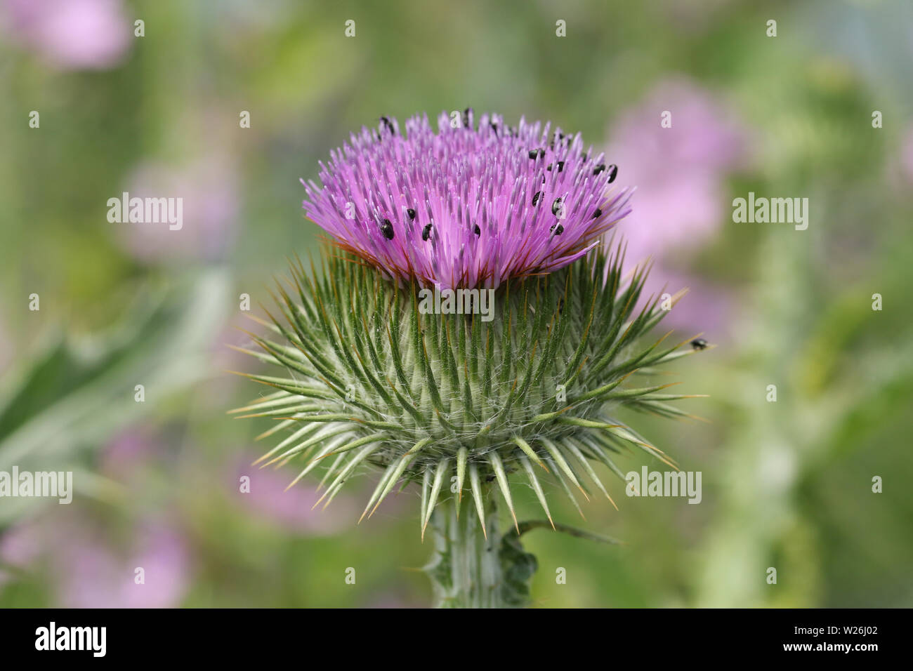 Un beau coton ou chardon écossais, Onopordon acanthium Onopordon, fleur, dans un domaine en pleine croissance au Royaume-Uni. Banque D'Images