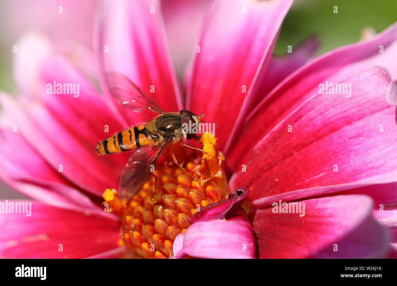 Une jolie fleur, fly Hoverfly, syrphe Syrphidae, ou de nectar, sur une fleur de Dahlia. Banque D'Images