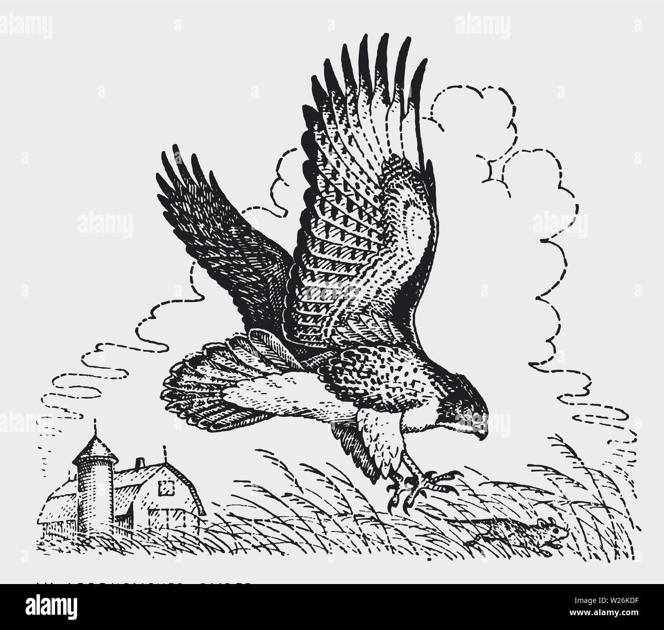 Buse à queue rousse (Buteo jamaicensis) la chasse d'une souris dans un champ près d'une maison de ferme. Après une gravure d'illustration historique du début du xxe siècle Illustration de Vecteur