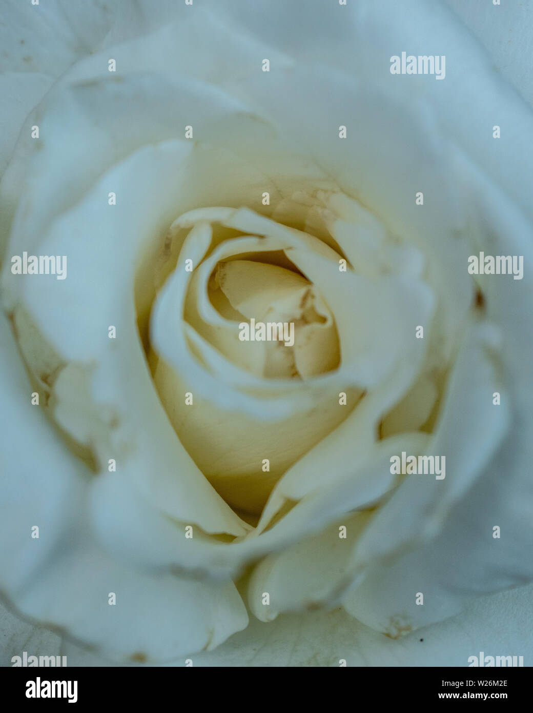 Une variété de fleurs dans le jardin Banque D'Images