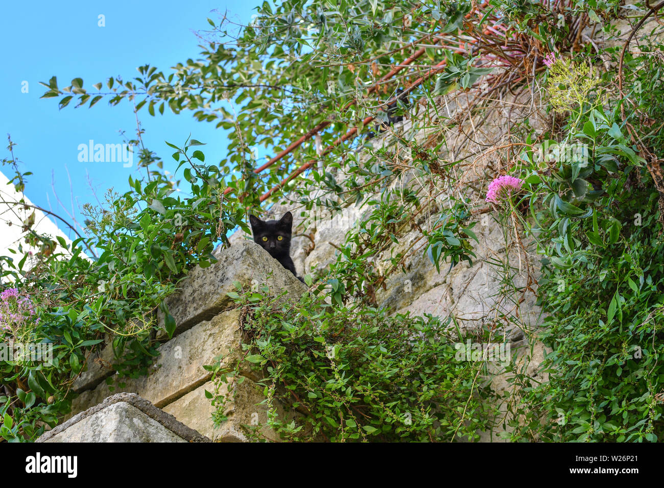 Un chaton noir avec des yeux jaunes regarde vers le bas à partir de la saillie entourée de fleurs et plantes dans la ville médiévale de Matera, Italie Banque D'Images