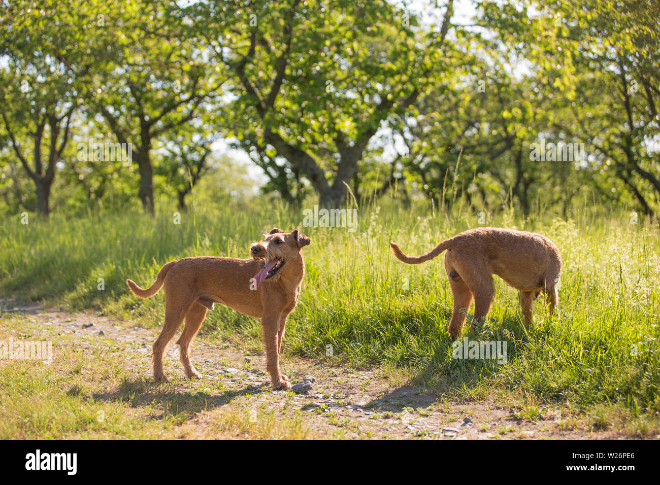 Beaux chiens de terrier irlandais, très chasseur actif race, dans l'habitat naturel. Banque D'Images