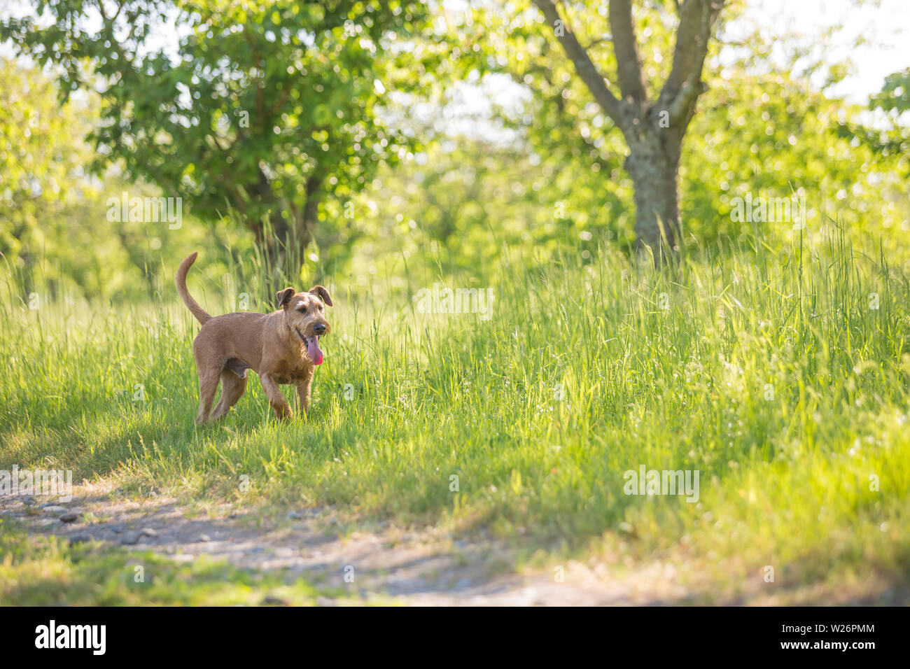 Beaux chiens de terrier irlandais, très chasseur actif race, dans l'habitat naturel. Banque D'Images