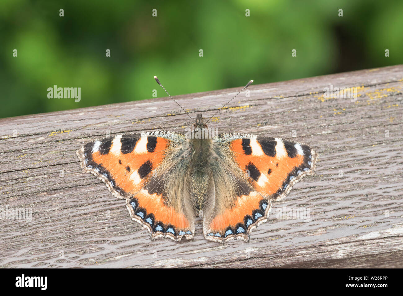 Petit repos écaille (Aglais urticae) Banque D'Images