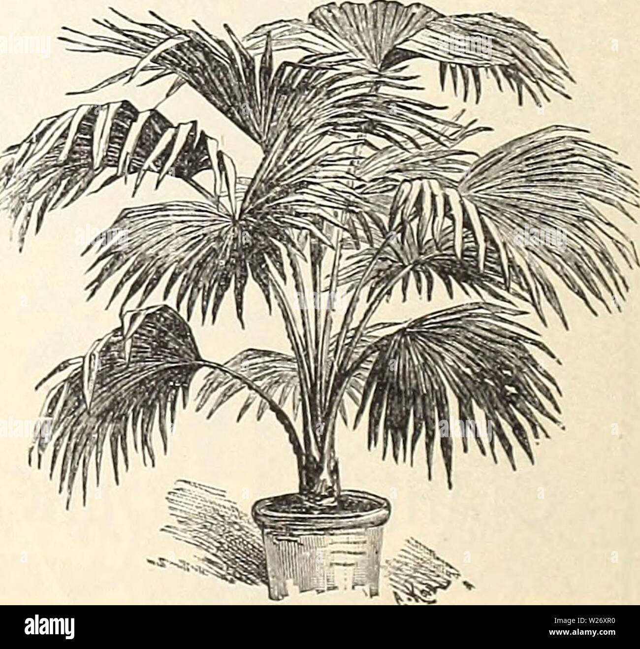 Image d'archive à partir de la page 25 des concessionnaires et des fleuristes en gros des liste. Les concessionnaires et des fleuristes en gros des liste de plantes dealersfloristsw18pete Année : 1896 PANDANUS UTILIS. Pour la majesté de forme et gracieusement ar- feuillage varié c'est sans égal. Comme l'ornement de la fenêtre son feuillage dentelé vert foncé brillant le rend attrayant, bien qu'exceptionnellement comme un vase ou plante spécimen unique en serre ou véranda il ne peut pas être dépassé. Prix, amende de 4 plantes, en pots., 25.C0 par 100 ; 5. dans des pots, 40,00 $ par 100. Le LATANIA B0RB0NICA. C'est le palmier, et est plus largement utilisée que n'importe quelle Banque D'Images