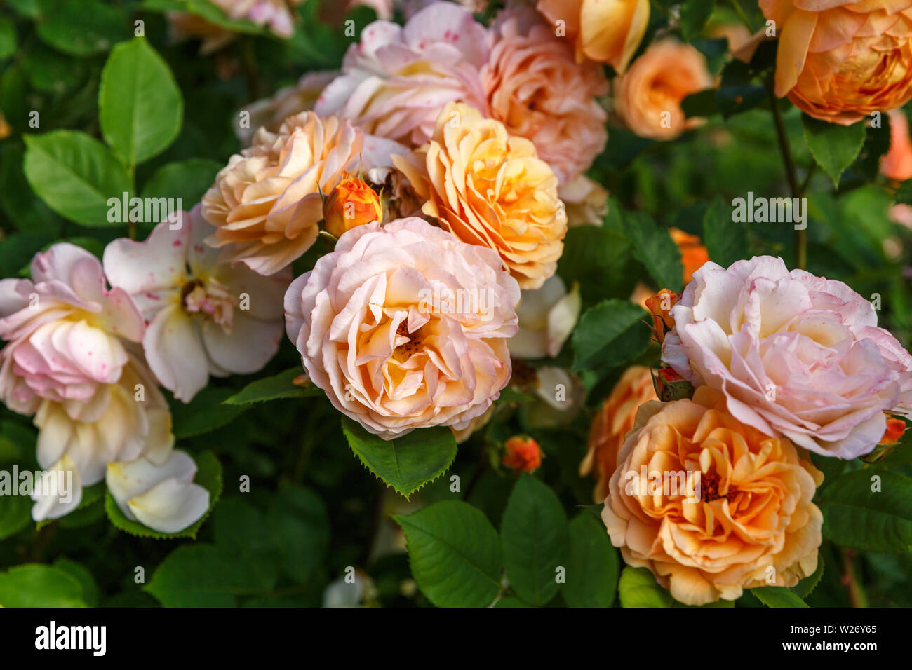 La floraison jaune orange roses dans le jardin sur une journée ensoleillée. Charles Austin' Rose Banque D'Images