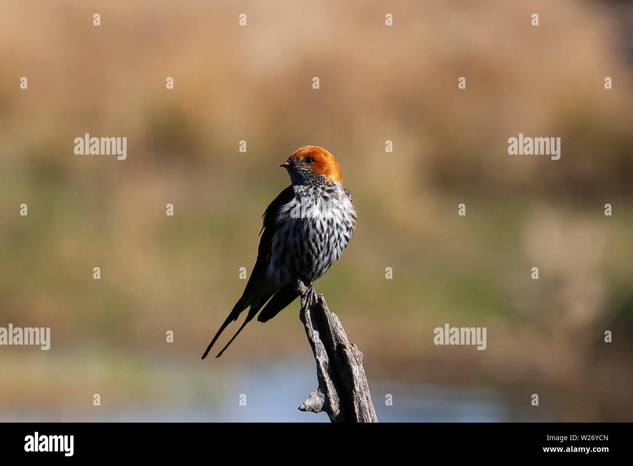 Moindre-striped Swallow Banque D'Images