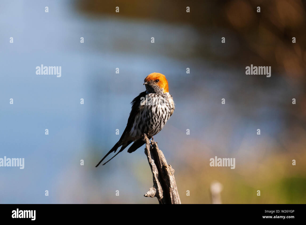 Moindre-striped Swallow Banque D'Images