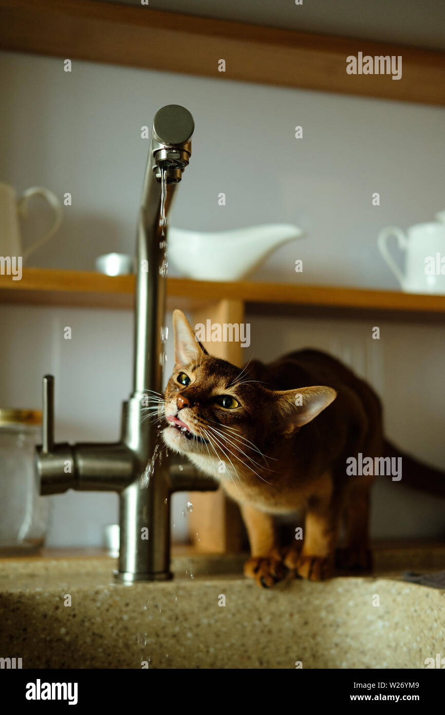 Chat abyssin boit de l'eau du robinet Banque D'Images