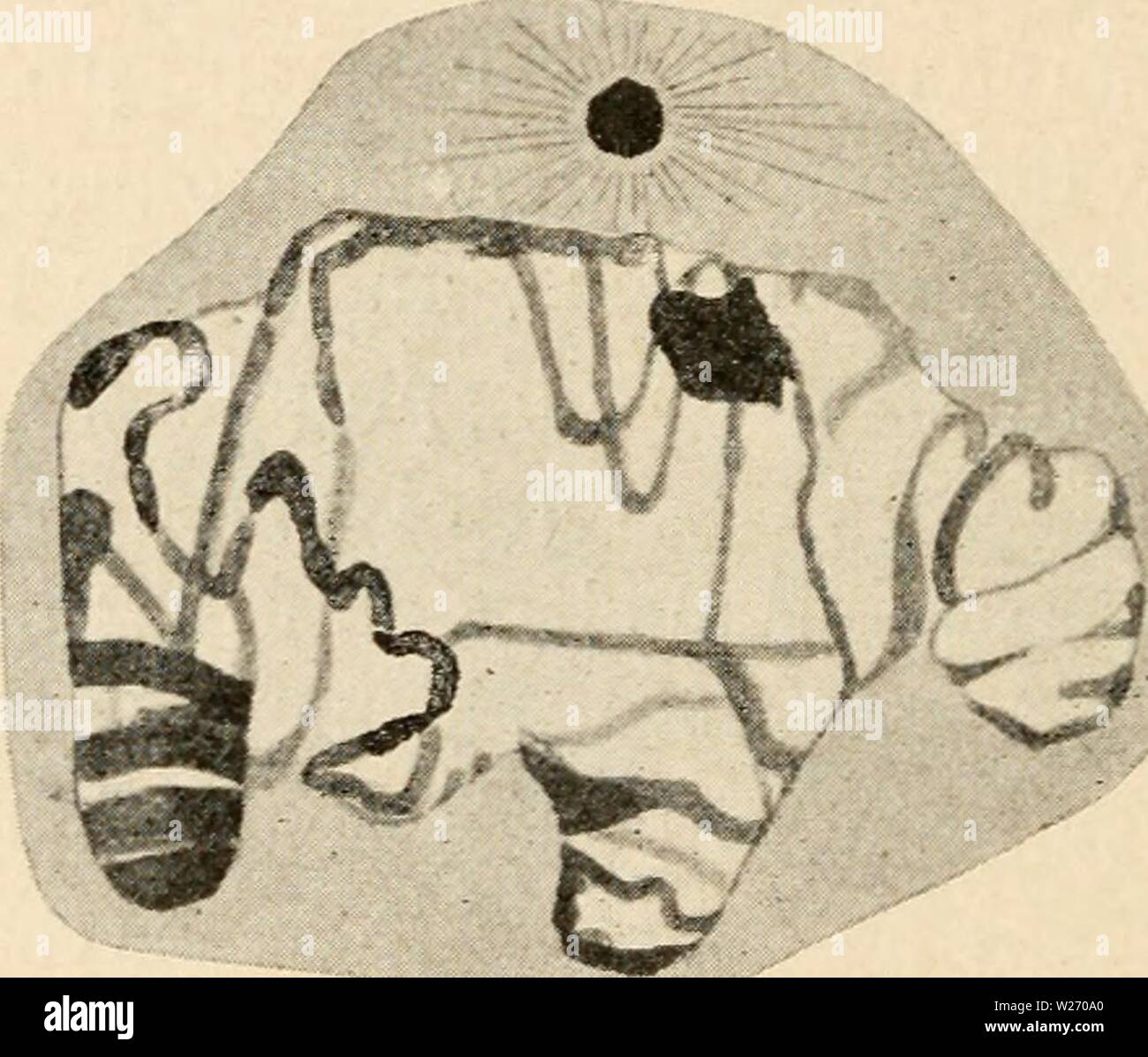 Image d'archive à partir de la page 29 de la cytologie, avec référence spéciale à. La cytologie, avec référence spéciale à l'cytologywithspec noyau métazoaires00agar Année : 1920 ? " Tj&gt;HjF J;y    fig, 6. Les noyaux de blastomères d'Ascaris megalocephala, montrant l'évolution d'un seul thread en spirale de la télophase chaque chromosome, et sa réapparition dans le chromosome de la prophase de la mitose suivante. (Après Bonnevie, A.Z., 1908.) A, B, C ; de la télophase, noyau au repos ; d. la prophase, par tous les chromosomes deviennent indistinctement fusionnés en un autre, formant un réseau de réseaux, '' qui est la consti Banque D'Images