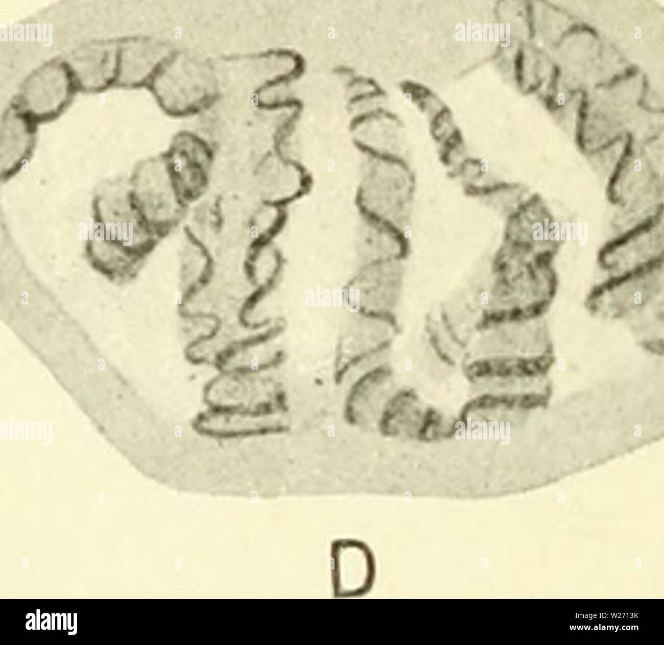 Image d'archive à partir de la page 31 de la cytologie, avec référence spéciale à. La cytologie, avec référence spéciale à l'agaruoft cytologywithspec noyau métazoaires00Année : 1920 'â -rfmm B Banque D'Images