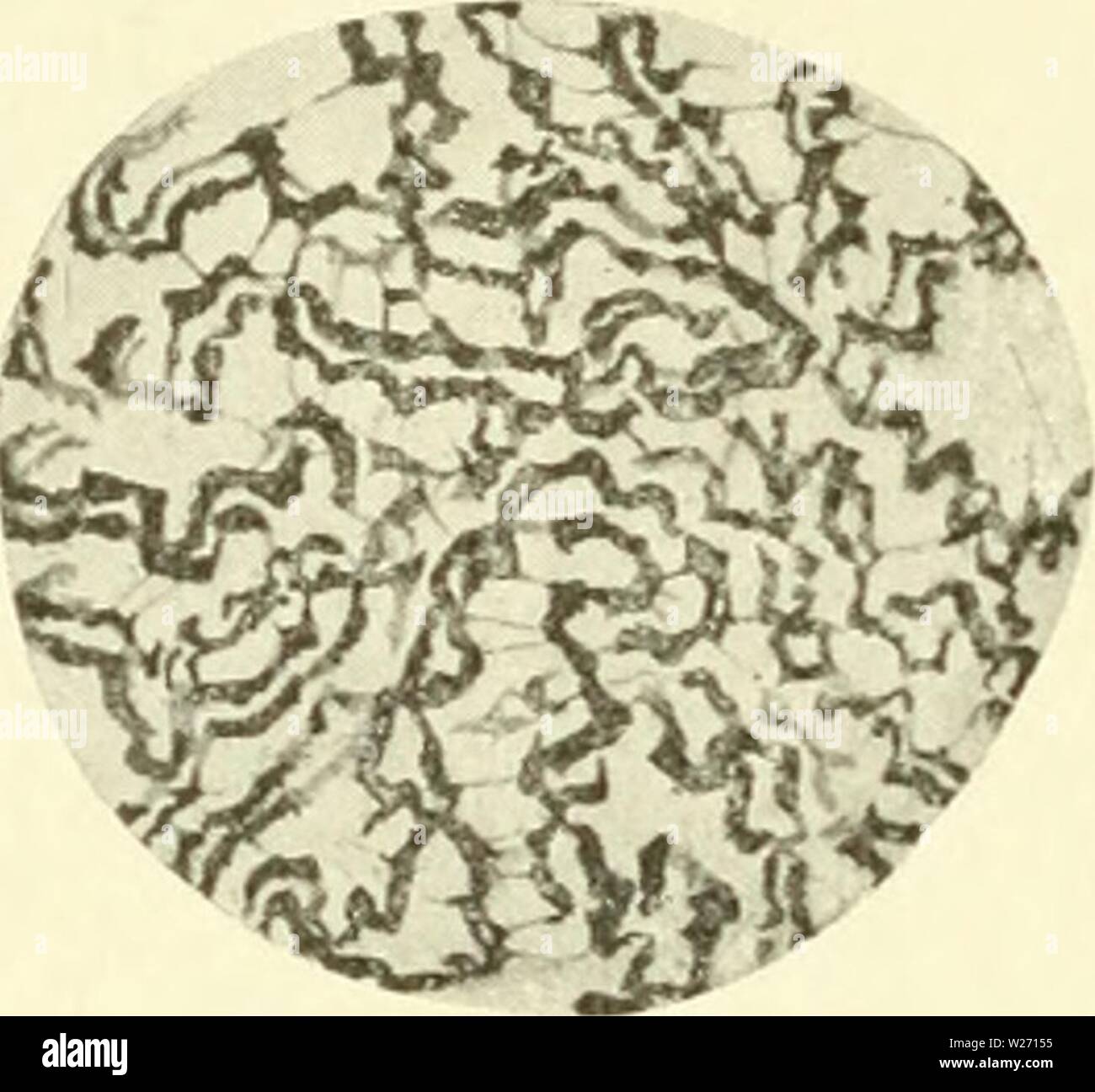 Image d'archive à partir de la page 31 de la cytologie, avec référence spéciale à. La cytologie, avec référence spéciale à l'agaruoft cytologywithspec noyau métazoaires00Année : 1920 'mm- Banque D'Images