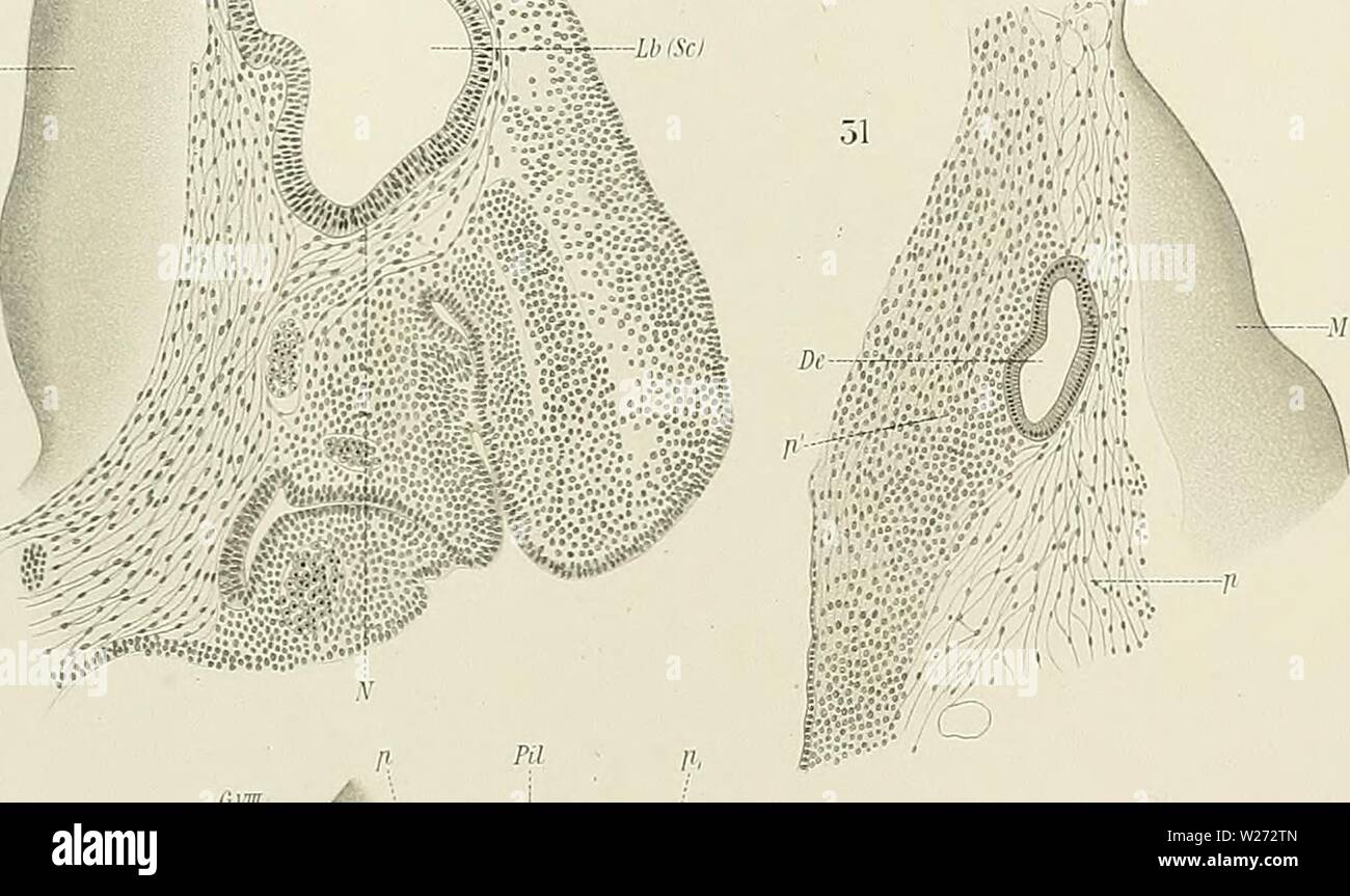Image d'archive à partir de la page 34 d'Medicinisch-Naturwissenschaftlichen Denkschriften der Gesellschaft zu. Denkschriften der Medicinisch-Naturwissenschaftlichen denkschriftender Gesellschaft zu Jena6208medi Année : 1879 W- ;-, ¢,'.  Â:Â"â¢â:       -    ; '''-'' : 50 S-T-. =:â .>â¢â ; ;-, Banque D'Images