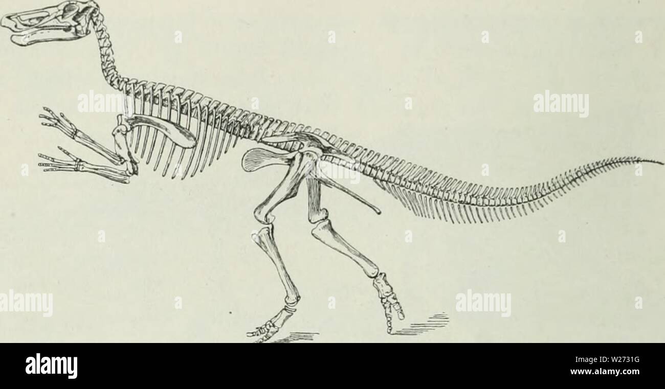 Image d'archive à partir de la page 35 de Dansk ornithologisk forenings tidsskrift (1907). Dansk ornithologisk forenings tidsskrift danskornithologi08dans Année : 1907 26 Fig. 69. Naebsnude Claosaiinis anneclens,, en Bagbaerer Kridt ovre fra 1 Nord- Amerika, j'løbende (Jaugeage efter C. E. Beecher). Le plus tôt les dinosaures. - Enfin dans certains des limicoles, à savoir Phalaropus hijperboreiis (Coues : Clé d'oiseaux d'Amérique du Nord 1884 fig. 53 bis) dans laquelle le pied conserve son witliout liaving personnage cursorial spécialisées pour se percher, les pads sont disposés comme pour les dinosaures". Et le professeur O. Abel er j Banque D'Images