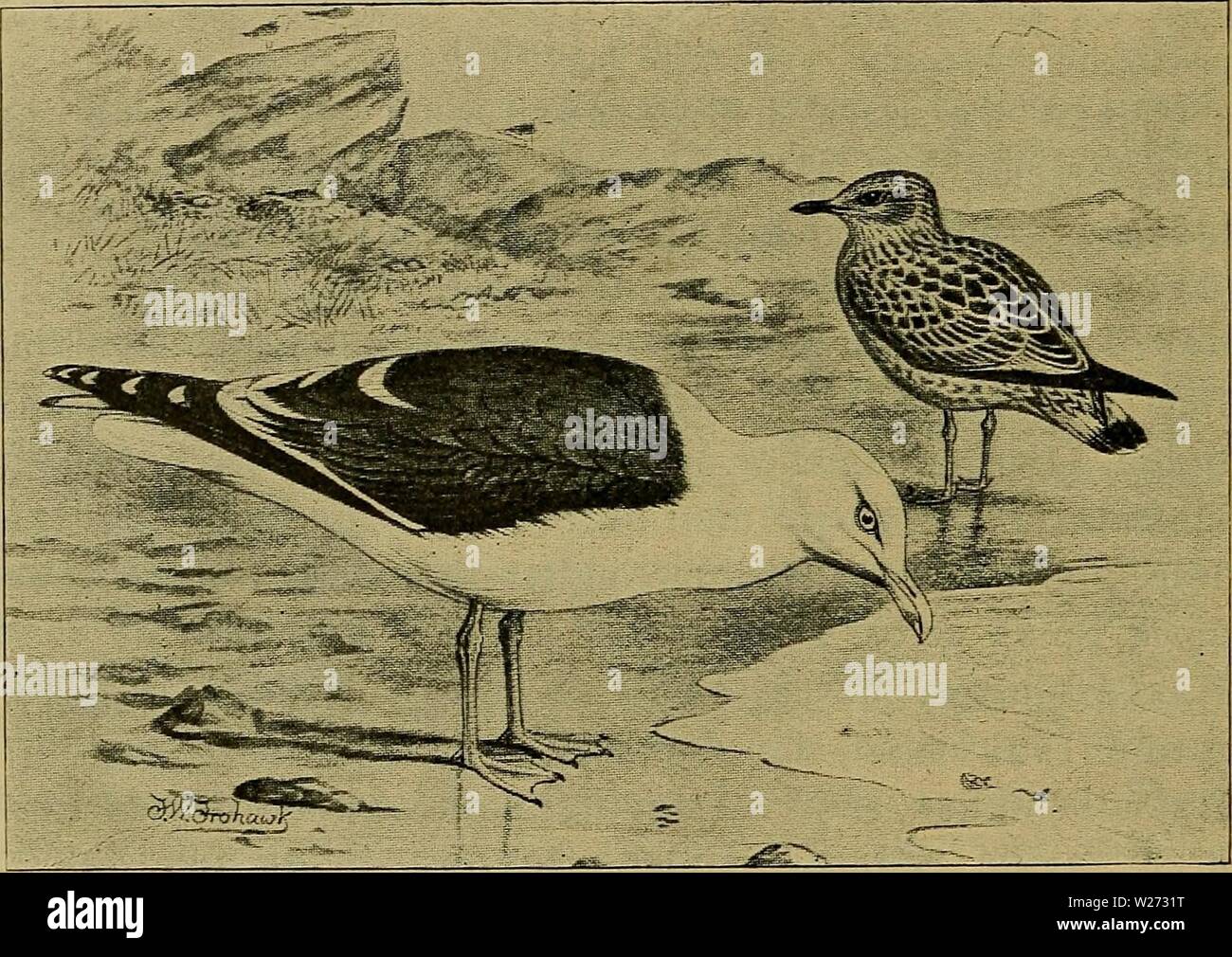 Image d'Archive de la page 35 de la faune ; illustrerede haandbøger plus. Illustrerede haandbøger la faune ; plus de den danske dyreverden danmarksfaunaill..39dans Année : 1907 (Lams fuscus) laagsranden orangegul 32. Vingelaengden hos Hannen 411 - 433 mm, hos Hunnen 381-409 mm. Benene gule. Mellemfoden hos Hannen 59-63 mm, hos Hunnen 56- 61 mm, Mellemtaaen Hannerne hos 52-58 mm, hos Hun- nerne 51-53 mm. Mellemfoden altsaa gennemgaaende er 5 mm - politiske kriterier fin. Mellemtaaen Fig. 5. Sildemaage, gammel og ung Fugl. (Efter Forbes je British Birds). Ungedragten er som hos Den unge, Sølvmaage hommes Gr Banque D'Images