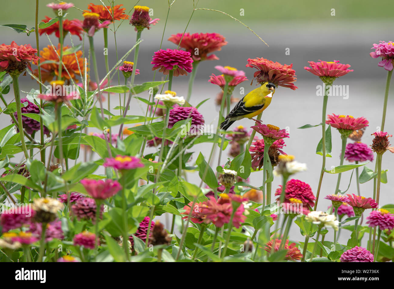 Un oiseau jaune et noir entre les perchoirs finch violet, rouge, orange et rose zinnia fleurs Banque D'Images