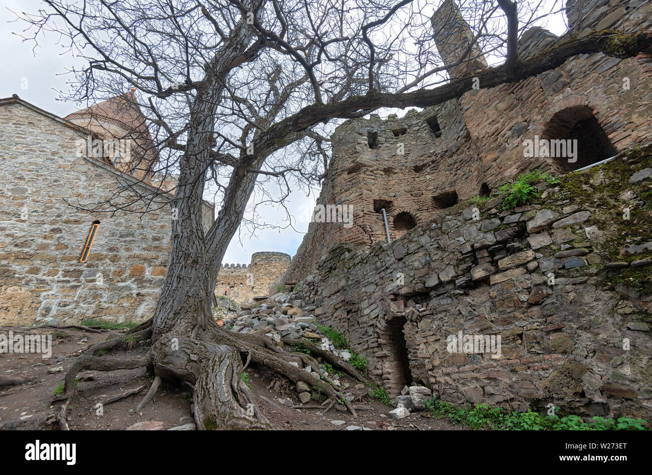 Vieil arbre avec des racines dans la forteresse Ananuri complexe, prise en avril 2019rn' prises en hdr Banque D'Images