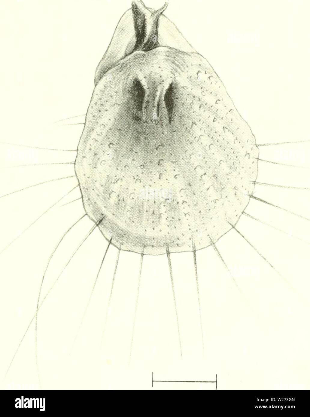 Image d'archive à partir de la page 36 de l'expédition-Ingolf danois (1899-1953). L'expédition danoise Ingolf-danishingolfex daniuoft4CPT11Année : 1899-1953 ''k. 1. TerebmtuKna retusa il.i. II. Anthon del. J'ig. 3. Terebratulina septentrionalis (Couth.). II. Anthon del. J'ai mm I i' jeune spécimen de Terebratulina retusa (L.). II. Anthon del. Banque D'Images