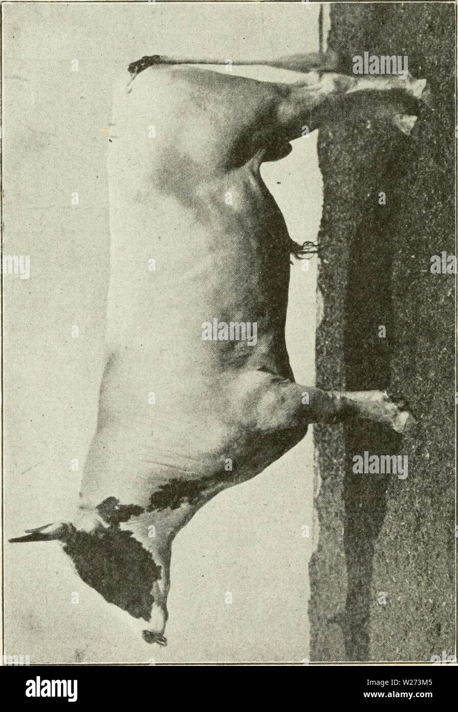 Image d'archive à partir de la page 37 de l'industrie laitière (1911) Banque D'Images