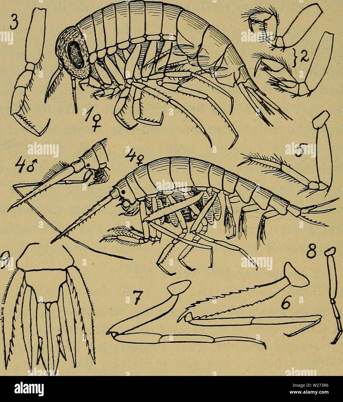 Image d'archive à partir de la page 37 de la faune ; illustrerede haandbøger plus. Illustrerede haandbøger la faune ; plus de den danske dyreverden danmarksfaunaill..32dans Année : 1907 vaesentlig hører 32 Arten de arktiske at j'ai N. f. den undersøiske Ryg, der rgaé fra Norge plus Faer- øerne og Island Grønland til og videre sur til Det arche- tiske Amerika, men er dog ogsaa tilstødende j'fundet de Fig. 5. 1-3 : Themisto abyssorum (OG 2 1.. Par Ben, 3. Par Ben). - 4-9 : Scina borealis (1. Par Ben Tre, bageste par Ben, Hale). Farvande nærmest Syd ; c'Angivelser derimod skyldes fra de Syd Banque D'Images