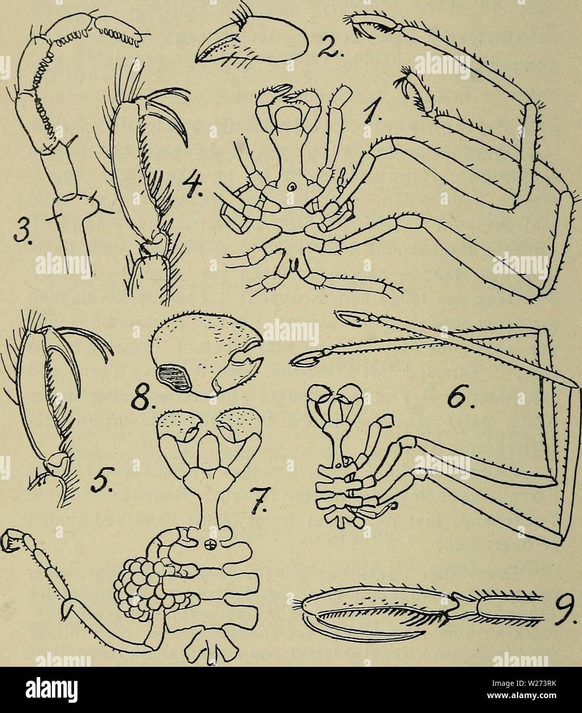 Image d'archive à partir de la page 37 de la faune ; illustrerede haandbøger plus. Illustrerede haandbÃ la faune ;'ger plus de den danske dyreverden danmarksfaunaill..38dans Année : 1907 34 der cue i NÃ'Glen. Er en Smule stÃ'rre fin foregaaende¦ngde ; LÉVIS 2 mm, Benenes ndvidde¦SPÖ 18 mm. Fig. 10. 1â4 : Pallene brevirostris (3 : Spidsen Ãggeben et af). Â 5 : P. producta. Â 6â9 : Cordylochele longicollis. Â Â (1 efter Schim- kewitsch, 1930 det Ã'vrige efter G. O. Sars 1891). Levier de commande de l'AAP stÃ'Dybde foreg rre fin. L'Art, 100Â 200 m. Den er ikke kendt fra Danmark ; kun fundet ved C. Norge, Sted forskellige Banque D'Images