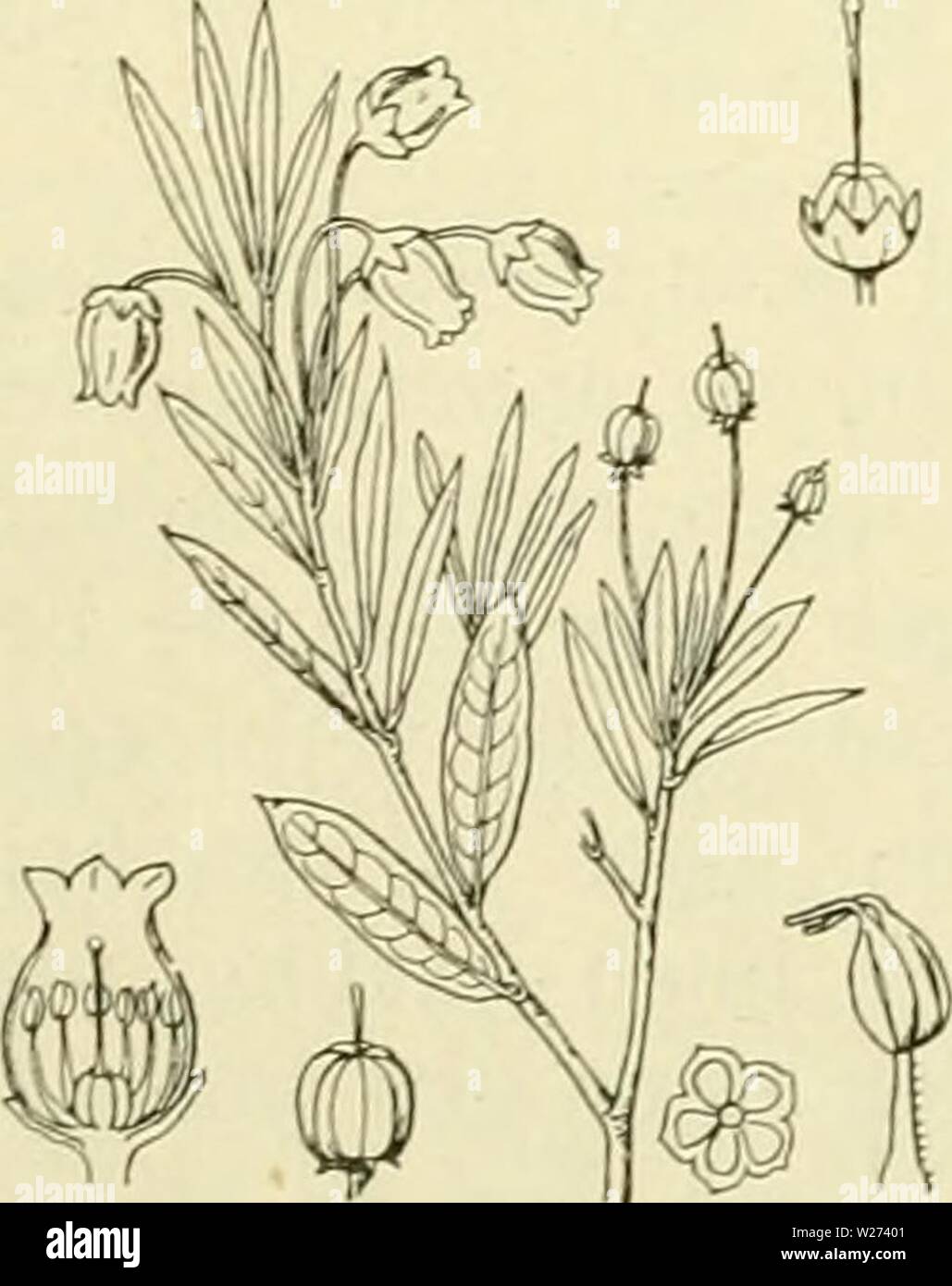 Image D Archive A Partir De La Page 37 De De Flora Van Nederland 1909 11 De Flora Van Nederland Defloravannederl03heuk Annee 1909 11 18 A Ericaceae A Familie De Plante Est Een
