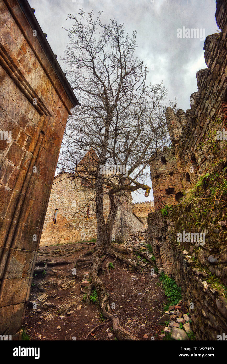 Vieil arbre avec des racines dans la forteresse Ananuri complexe, prise en avril 2019rn' prises en hdr Banque D'Images