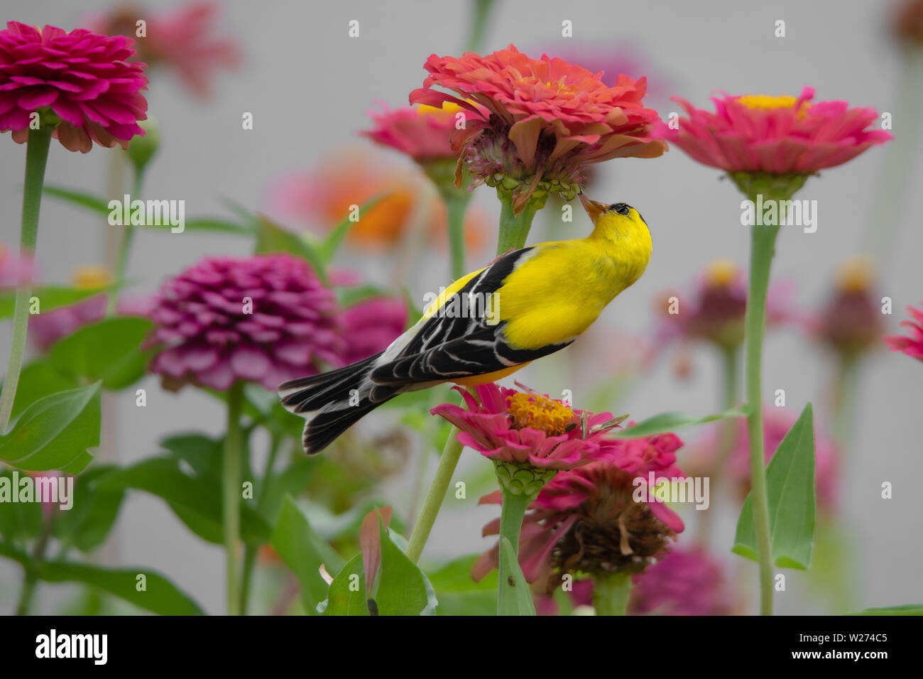 Un oiseau jaune et noir entre les perchoirs finch violet, rouge, orange et rose zinnia fleurs Banque D'Images