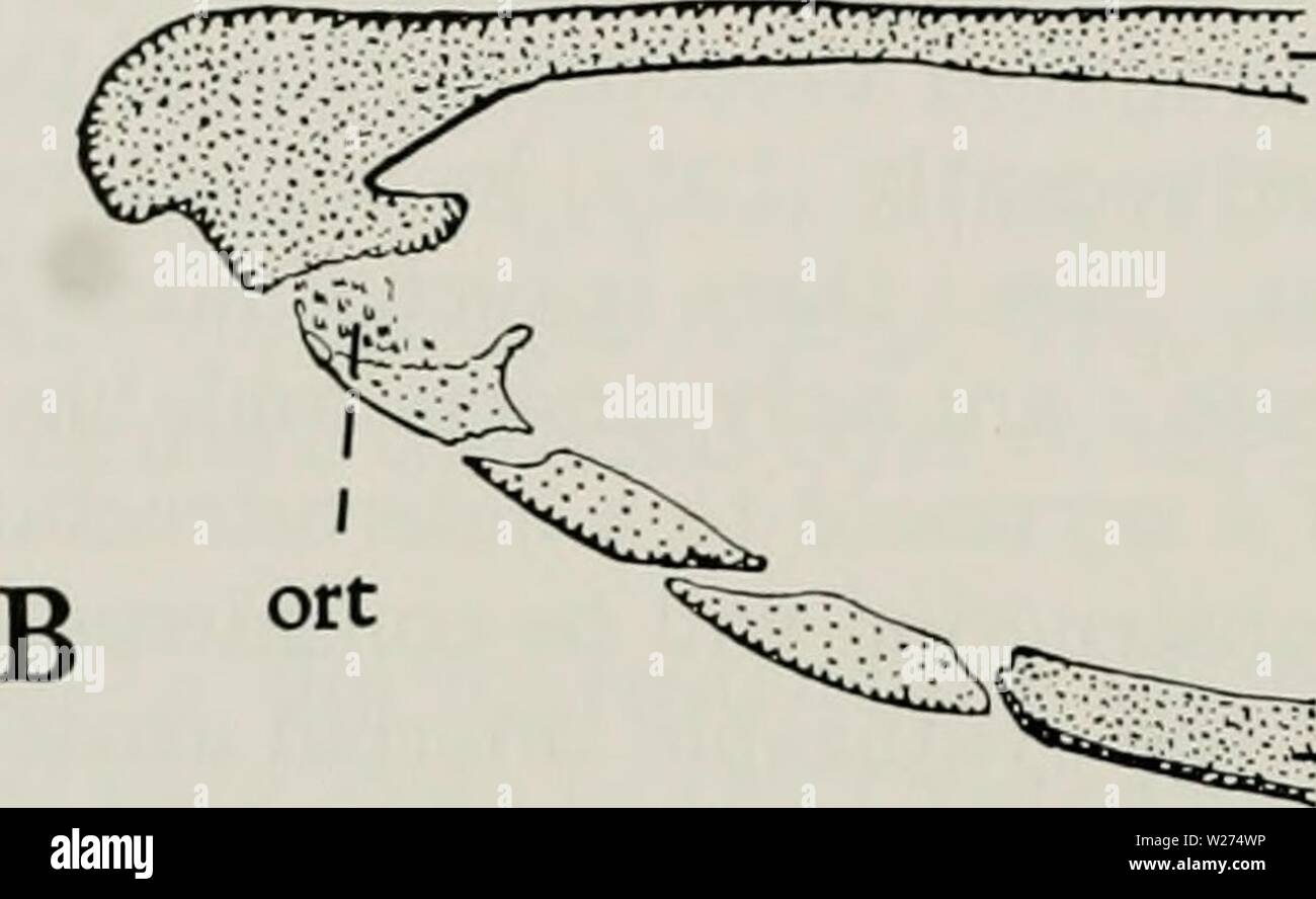 Schéma Plan Sagittal De L animal Vertébré à Respiration Aérienne Poissons poumons Banque de photographies et d'images à haute résolution - Alamy