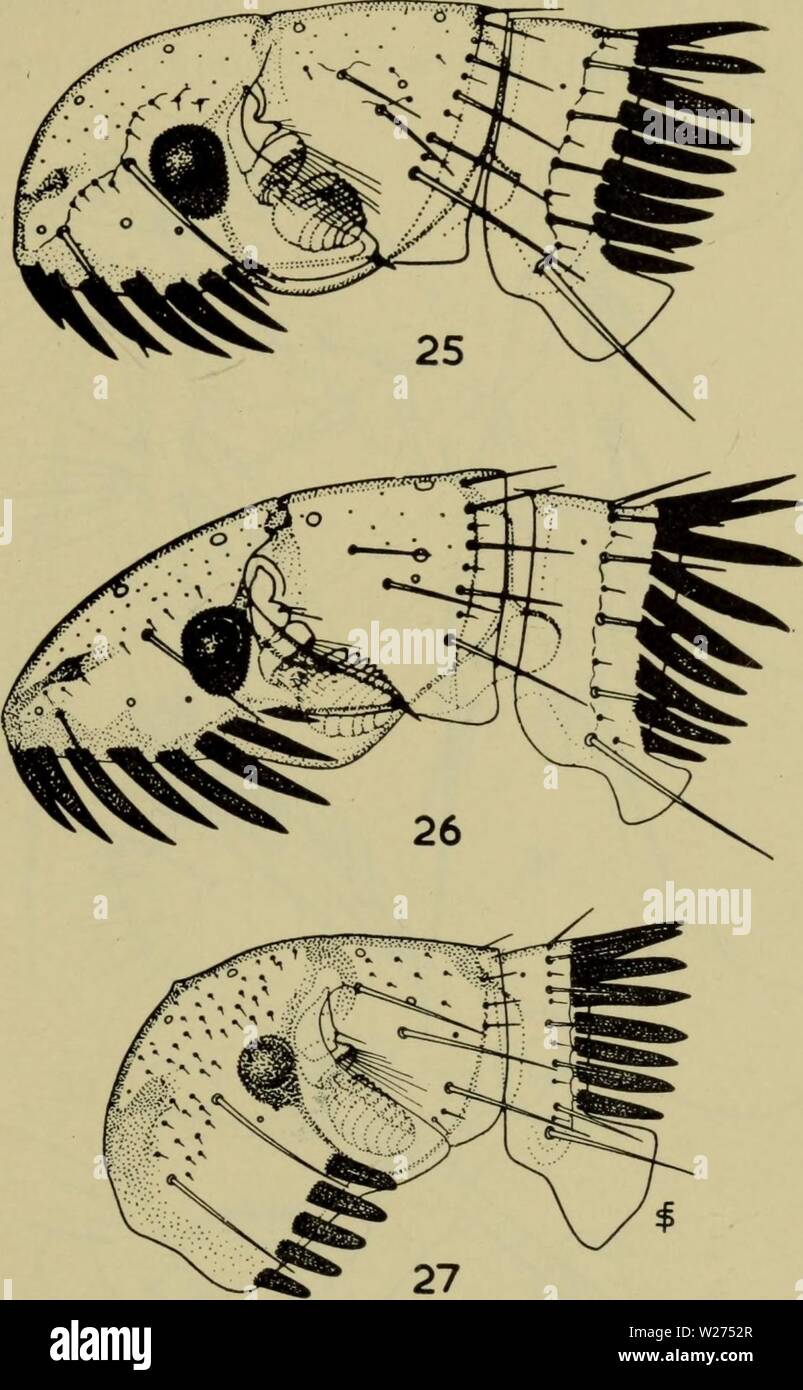 Image d'Archive de la page 40 de la faune ; illustrerede haandbøger plus. Illustrerede haandbøger la faune ; plus de den danske dyreverden danmarksfaunaill..60dans Année : 1907 37 som er hundeloppens navnet siger, hovedvaert skønt a diet, vous omend sjaeldnere, den, forekommer på kat. Den er almindelig, simple kosmopolitisk skønt eller mindre, den er sjaelden orientalske ethiopiske og den région. Den stikker mennesker, men ikke gerne. Fig. 25-27. Hoved og af pronotum Ctenocephalides canis (25 $), Ctenocephalides felis felis ? (26) og Spilopsyllus cuniculi ? (27). 2. G. f élis f élis (Bouch Banque D'Images