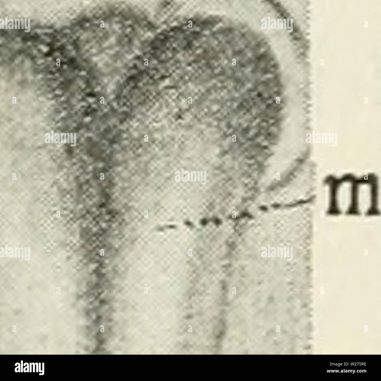 Image d'archive à partir de la page 41 de Dansk ornithologisk forenings tidsskrift (1907). Dansk ornithologisk forenings tidsskrift dans danskornithologi09Année : 1907 34 P 1 G 1 PI IL -- 'I C 1 ?o 4(m P5 Pgâ âpg - 'T 2 P 2 G .-M --ht -pg P§-- 2 pi 2 po L'ae -ps 3 S 3 G 3 ?] -PS 3 L 3 c 3 po 3  .,--ps ; 'P5- i - ?g- F H - ?Â§ - G - PI ' 1- ; &Lt ; ps- T' â¢â â - -ps Fig. 128 et 129. Fostre af fugle og Krybdyr paa tidlige stadier. Primitivstriben FosteranlÃ Kun selve og er fremstillet¦gget. De vandrette RÃ… kker det'Udviklingstrin lodrette de samme, den fremadskridende Udvikling (1â7). De tre Banque D'Images