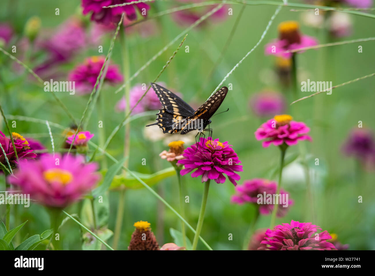 Un papillon noir et jaune avec colorant noir dans un jardin plein de violet, rose, rouge, orange et fleurs zinnia Banque D'Images