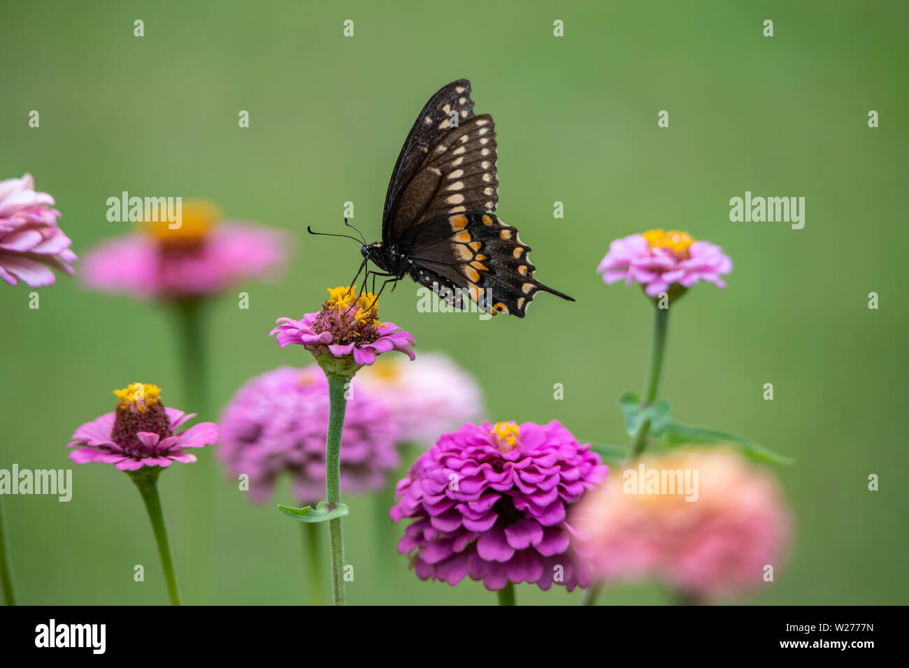 Un papillon noir et jaune avec colorant noir dans un jardin plein de violet, rose, rouge, orange et fleurs zinnia Banque D'Images