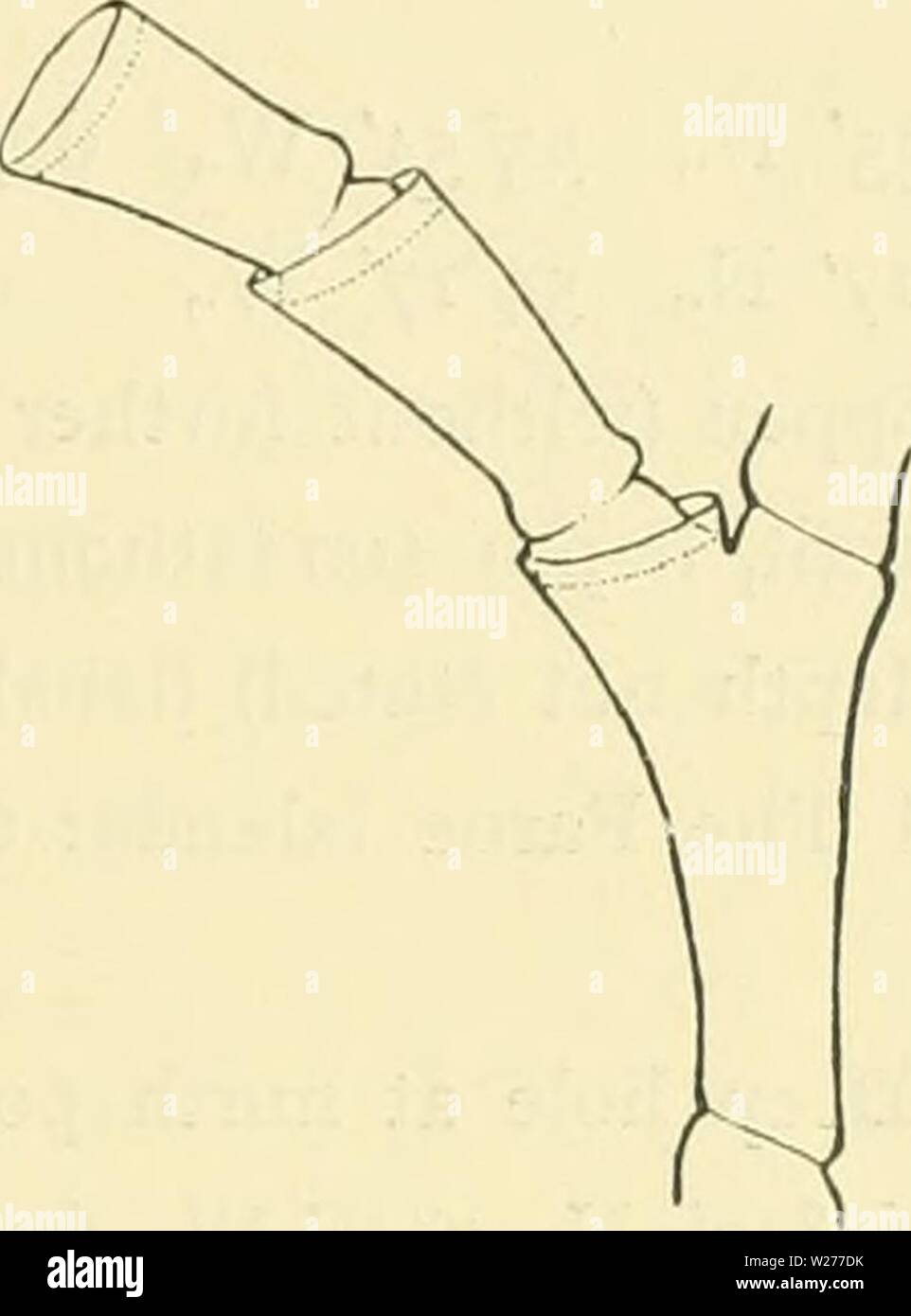Image d'archive à partir de la page 44 de l'expédition-Ingolf danois (1898). L'expédition danoise Ingolf-danishingolfexpe1517dani Année : 1898 HYDROIDA II 39 mâles sont très ovale allongée, les femelles de forme ovale allongée, en forme de saucisse fortement courbées, avec un court col cylindrique au milieu ou sur la moitié basale de l'gonotheca, et sur le côté concave de la même. La marge d'ouverture niveau ; dans l'ouverture elle-même une paire de hydrauths. Matériel : 'Thor' 63°3o' N., 2o°j4' W., profondeur 80 mètres. Les îles Féroé : Boronses 13 milles dans N75W., 30 brasses de profondeur. Sur une piste de danse précédente (1913 p. 13) J'ai déclaré que Ha Banque D'Images