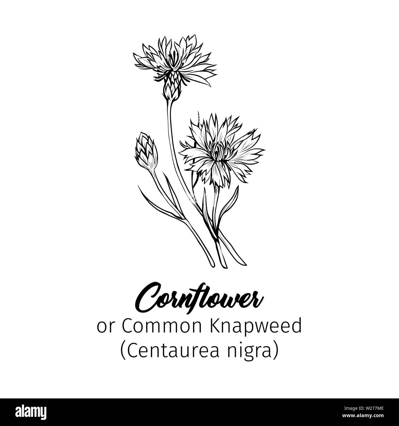 L'encre noir bleuet illustration vectorielle. Prairie d'été, fleur plante miel nom gravé avec croquis. La centaurée commune contour. Centaurea nigra jardin botanique dessin en noir et blanc avec l'inscription Illustration de Vecteur