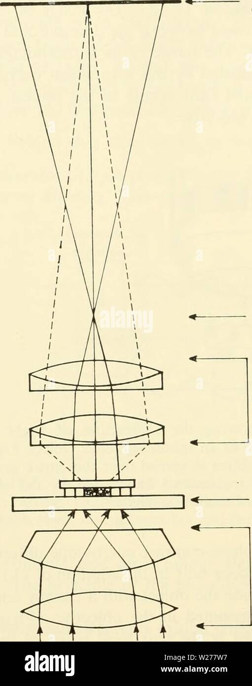 Image d'archive à partir de la page 249 de la cytologie (1961). La Cytologie Cytologie00wils Année : 1961 Plan Focal du Plan focal de l'arrière de l'oculaire de l'objectif Objectif Microscope Condenseur La Figure 11-12. Schéma illustrant le trajet optique de déviation et Undeviated La lumière à travers le microscope ordinaire. transmis par l'objet aura tendance à s'annulent (interférences destructives) et rendre l'objet plus sombre que ses environs (figure 11-13). C'est sombre ou en contraste de phase positive (figure 11-14 (a)). Ou lumineux à contraste de phase négatif, dans lequel l'objet apparaît plus brillant que son surrou Banque D'Images