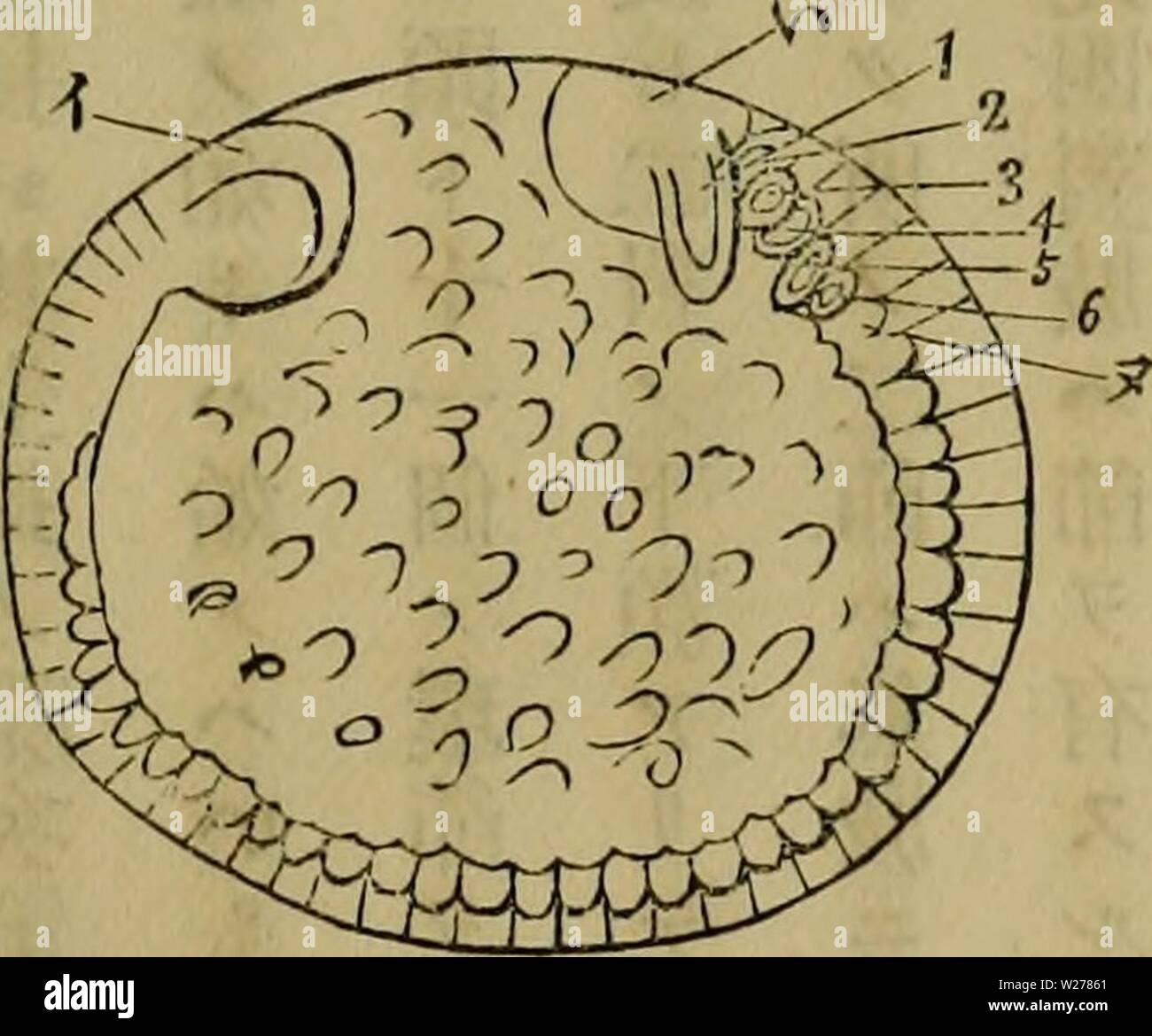 Image d'archive à partir de la page 250 de l'Dbutsugaku zasshi (1889) Banque D'Images