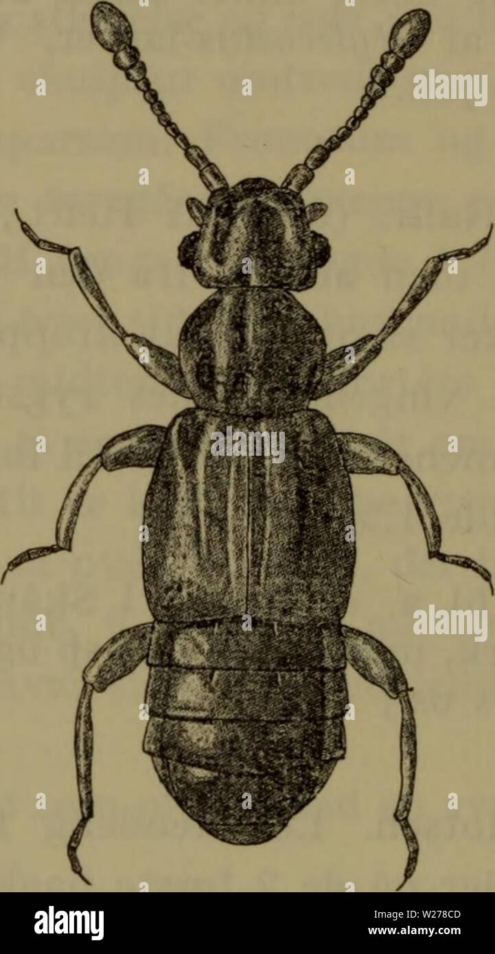 Image d'archive à partir de la page 251 de la faune ; illustrerede haandbøger plus. Illustrerede haandbøger la faune ; plus de den danske dyreverden danmarksfaunaill..77dans Année : 1907 lem 248 bagskinnebenenes indvendig tornformet les spid og frem- trukket. Udbredt, men ikke almindelig (J. 0). Je Isaer mulden sous écorce, løvtraeer af f. eks. Par exemple, birk og bøg, eller j muld af hule løvtraeer trøsket løvtraeved j'eller. J'udlandet undertiden fun- det hos fourmis (Lasius brunneus og Formica rufa). Fig. 132. Euplectus nanus &lt;S. x 25. 5. E. nanus Reichenb. (Fig. 132). Denne og den følgende er art comme art Banque D'Images