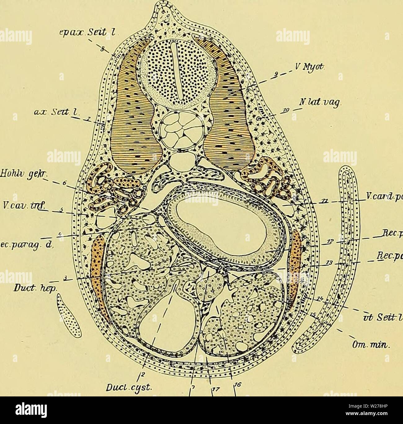 Image d'archive à partir de la page 251 du Medicinisch-Naturwissenschaftlichen Denkschriften der Gesellschaft zu. Denkschriften der Medicinisch-Naturwissenschaftlichen denkschriftender Gesellschaft zu Jena47medi Année : 1879 1176 des Kopfes Entwicklungsgeschichte und des Blutgefässsystems Ceratodus von forsteri. 516 epax Seit l V.carA.posfr cranialen Nephrostom durchschnitten.. Die Zellen des Vornierenschlauches förmigen T-haben ihren Dotter- inhalt schon gänzlich aufgebraucht und sind schon seit einiger Zeit secretorisch thätig. Die beiden sich vor- nierenglomeruli Gefässschlingen, dans un mehreren Etagen Banque D'Images