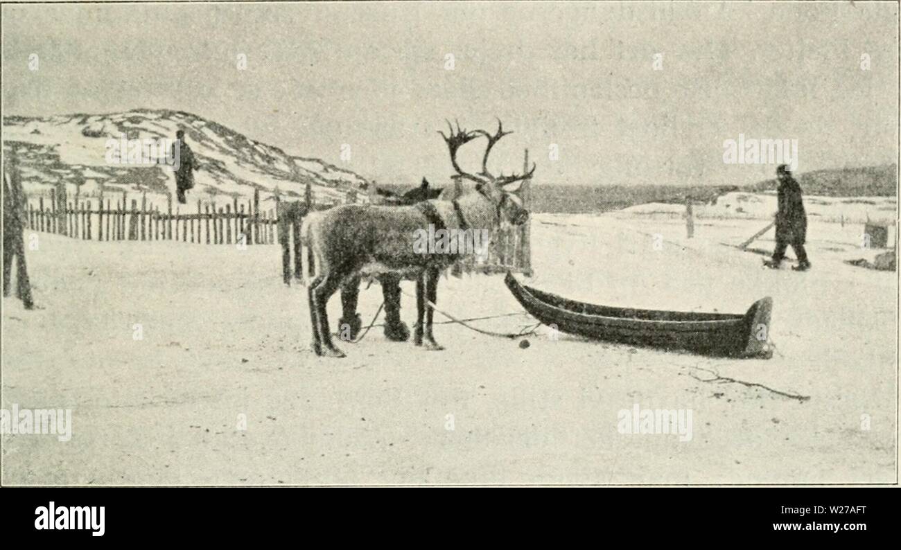 Image d'archive à partir de la page 258 de Dansk ornithologisk forenings tidsskrift (1907). Dansk ornithologisk forenings tidsskrift dans danskornithologi09Année : 1907 Bosekop 251. A. Christiani fot. REJSEBREVE FRA NORGE. A. CHRISTIANI. I. Bosekop. J'Bosekop, som à paa Bunden Altenfjorden tilbragte af, jeg 6 og 7 Marts 1915 pour at se paa det store marqué, hvortil Lapperne kørende Pulke kommer j med Forspand saelge à ren de af varer - hovedsagelig Renkød deres, Skind og Horn - jusqu'Købmaendene fra og Tromsø Hammerfest. Forsyner Lapperne en sig med Kaffe, og hvad de vendeurs, de har brug og und Banque D'Images